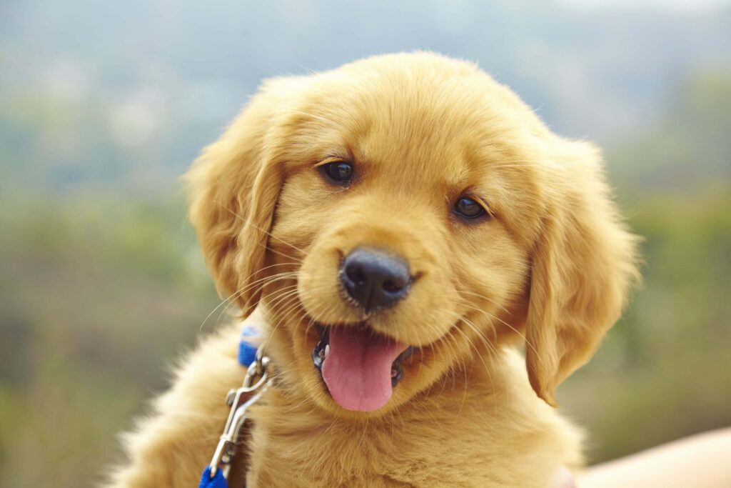 Cachorro filhote de adore1pet.com.br