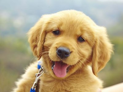 Cachorro filhote de adore1pet.com.br